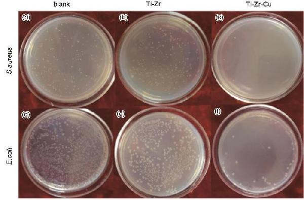 Ti-Zr-Cu合金的抗菌性能和體外生物相容性