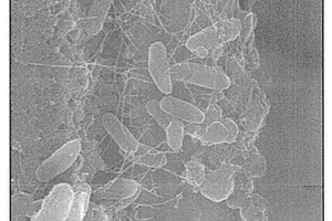 改性重鈣粉體及其利用改性重鈣粉體制備的超疏水涂料、制備方法、使用方法及其應(yīng)用