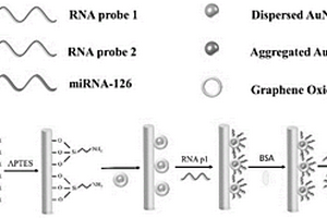 基于氧化石墨烯包覆的金納米粒子的光纖miRNA傳感器、材料、探頭及其應(yīng)用