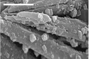 負(fù)載型固體堿催化劑、其制備方法以及其在合成新型生物柴油中的應(yīng)用