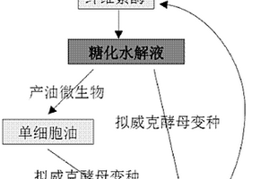 利用木質(zhì)纖維素材料發(fā)酵生產(chǎn)槐糖脂的方法