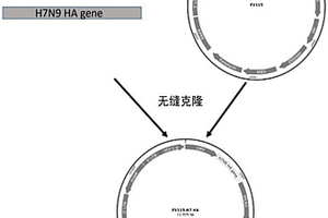 一種用于H7N9亞型禽流感血清殺傷效應(yīng)測定的靶細胞及鑒定方法