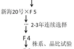 一種低馬值超細(xì)紡高支紗海島棉新品系的選育方法