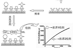 基于時間分辨化學(xué)發(fā)光的多元免疫分析方法