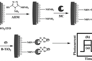 基于硫化鎢-黑色二氧化鈦異質(zhì)結(jié)的光電化學分析檢測5fC的方法
