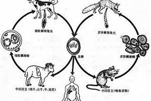 基于化學(xué)發(fā)光免疫分析技術(shù)的檢測包蟲病抗體的試劑盒及其制備方法、使用方法