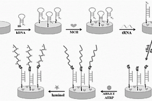 基于點(diǎn)擊化學(xué)和ARGET-ATRP放大策略的電致化學(xué)發(fā)光檢測(cè)試劑盒及方法