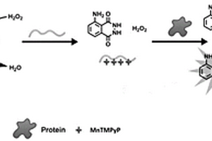 基于核酸適配體和錳卟啉催化的化學(xué)發(fā)光檢測蛋白質(zhì)的方法