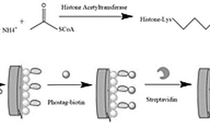 檢測組蛋白乙酰轉(zhuǎn)移酶活性的光電化學(xué)生物傳感器及其制備方法