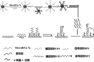 基于生物條形碼的microRNA-7a電化學(xué)檢測方法及應(yīng)用