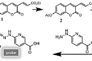 高熒光量子產(chǎn)率雙光子Zn<sup>2+</sup>檢測熒光分子探針及其制備方法、應(yīng)用