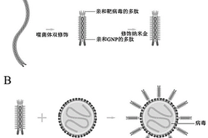 M13噬菌體納米探針及其制備方法