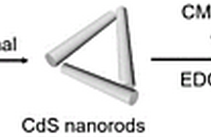 應(yīng)用于光電生物傳感的β-CD@CdS納米棒及其制備方法