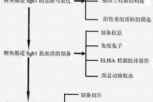 鯉魚糖轉(zhuǎn)運(yùn)載體蛋白Sglt1兔抗血清的制備方法