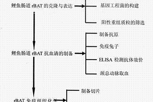 鯉魚氨基酸轉(zhuǎn)運(yùn)載體轉(zhuǎn)運(yùn)亞基rBAT兔抗血清的制備方法