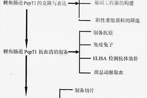 鯉魚小肽轉(zhuǎn)運(yùn)載體蛋白PepT1兔抗血清的制備方法