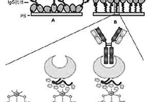 IgG抗體在聚苯乙烯載體表面的立體定向固定方法