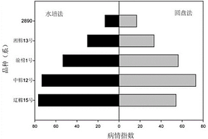 快速篩選抗黃萎病棉花品種的方法