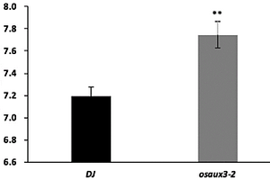 水稻OsAUX3基因在調(diào)控水稻種子粒長(zhǎng)中的應(yīng)用