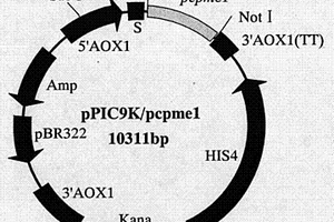 辣椒疫霉菌果膠甲基酯酶PCPME 1基因、蛋白的制備方法及其應(yīng)用