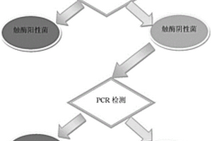 快速篩選鑒定豬鏈球菌的方法