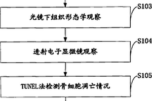 DNA氧化損傷與骨細胞凋亡在缺血壞死中作用的實驗方法