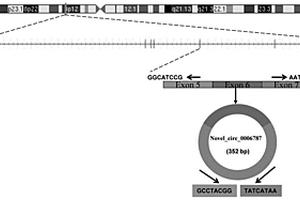 hsa-novel_circ_0006787分子在肝癌治療中的應(yīng)用