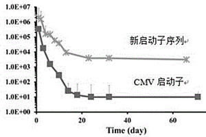 哺乳動(dòng)物細(xì)胞表達(dá)啟動(dòng)子及其制造和使用方法