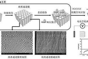 多孔陽(yáng)極氧化鋁-Cas/dCas家族蛋白復(fù)合傳感膜片及其制備方法及應(yīng)用方法