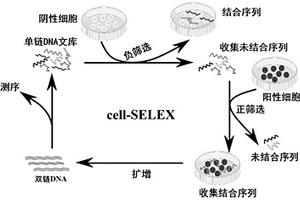 特異性結(jié)合CD133的核酸適配體、其篩選方法及應(yīng)用