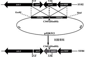 高效低毒四霉素B衍生物及其制備和應(yīng)用