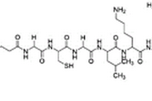 靶向CD19抗體的多肽分子探針及其應(yīng)用