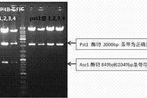 胃黏膜上皮細(xì)胞ATP4B啟動(dòng)子驅(qū)動(dòng)的SV40T-GFP真核表達(dá)載體