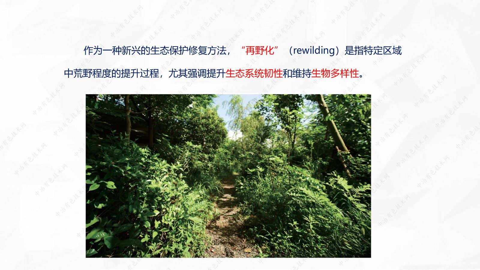 再野化背景下植被恢復(fù)的困境與解決方案創(chuàng)新