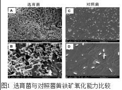 圖1 選育菌與對(duì)照菌黃鐵礦氧化能力比較